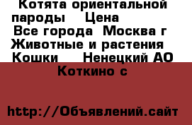 Котята ориентальной пароды  › Цена ­ 12 000 - Все города, Москва г. Животные и растения » Кошки   . Ненецкий АО,Коткино с.